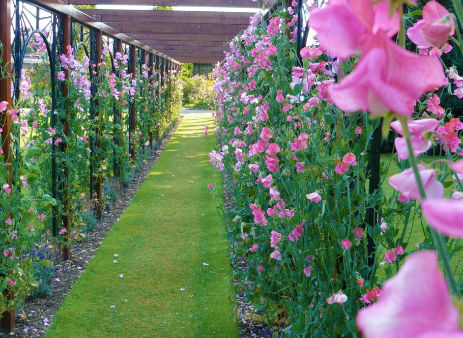 Pergola in spring