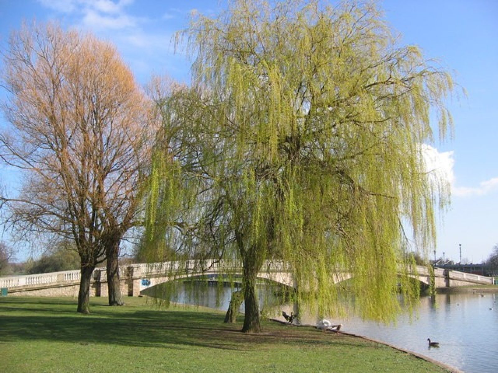 Two Beverley Memorial Benches to join our many other park benches in