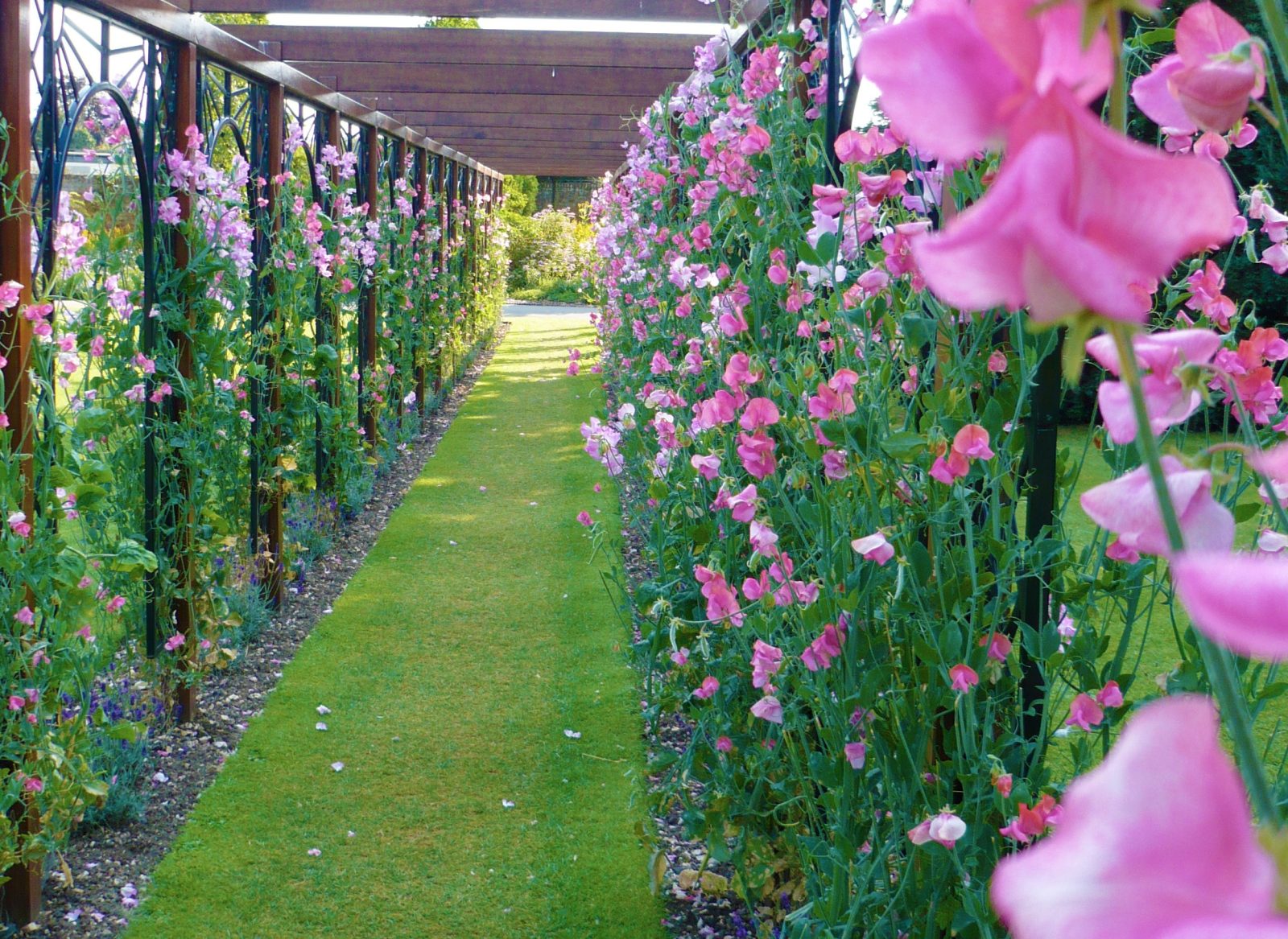 Best climbing and rambling plants for pergolas and gazebos in the UK