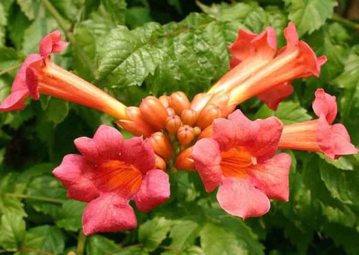 Campsis radicans trumpet vine or trumpet creeper RHS Wisley Surrey UK