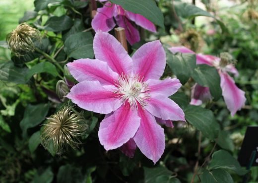 Clematis Dr Ruppel