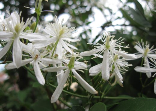 Clematis terniflora 2020 09 27 Beechview 02