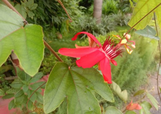 Flower of red passion flower Passiflora racemosa in West Bengal India