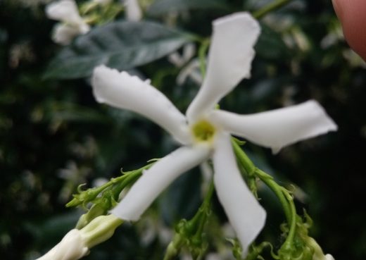 Jasmine flower 03