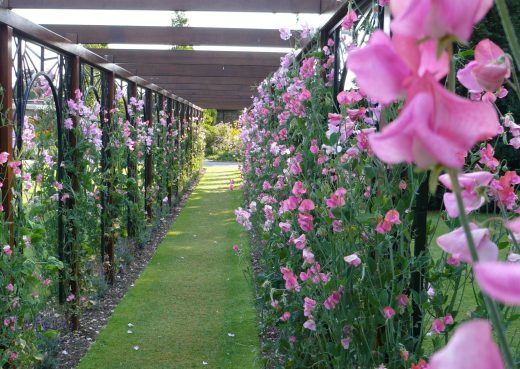 Garden Pergola with flowers