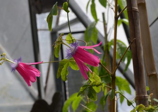 Passiflora kermesina 2 flores