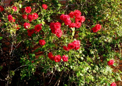 Red rambling rose geograph org uk 3107369