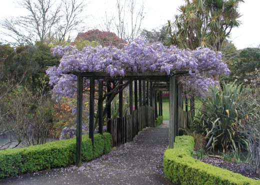 Wisteria growing on the bridge at Kuirau Park