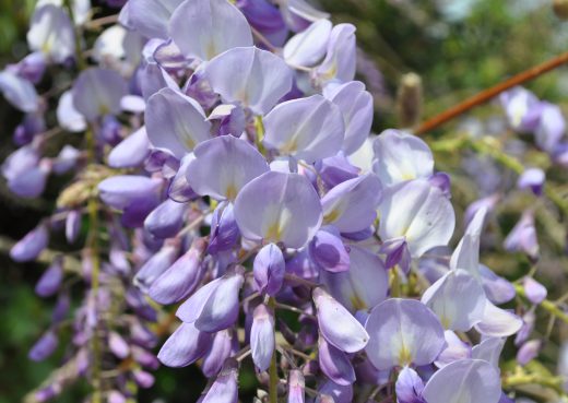 Wisteria sinensis Santa Coloma de Farners