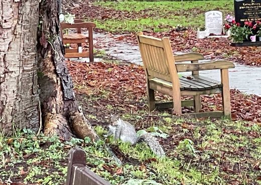 A squirrel by one of our memorial benches in Hedon Cemetery