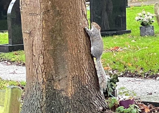 A squirrel climbing a tree at Hedon Cemetery