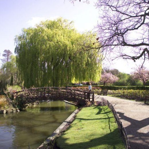 Lake at Regent's Park, London