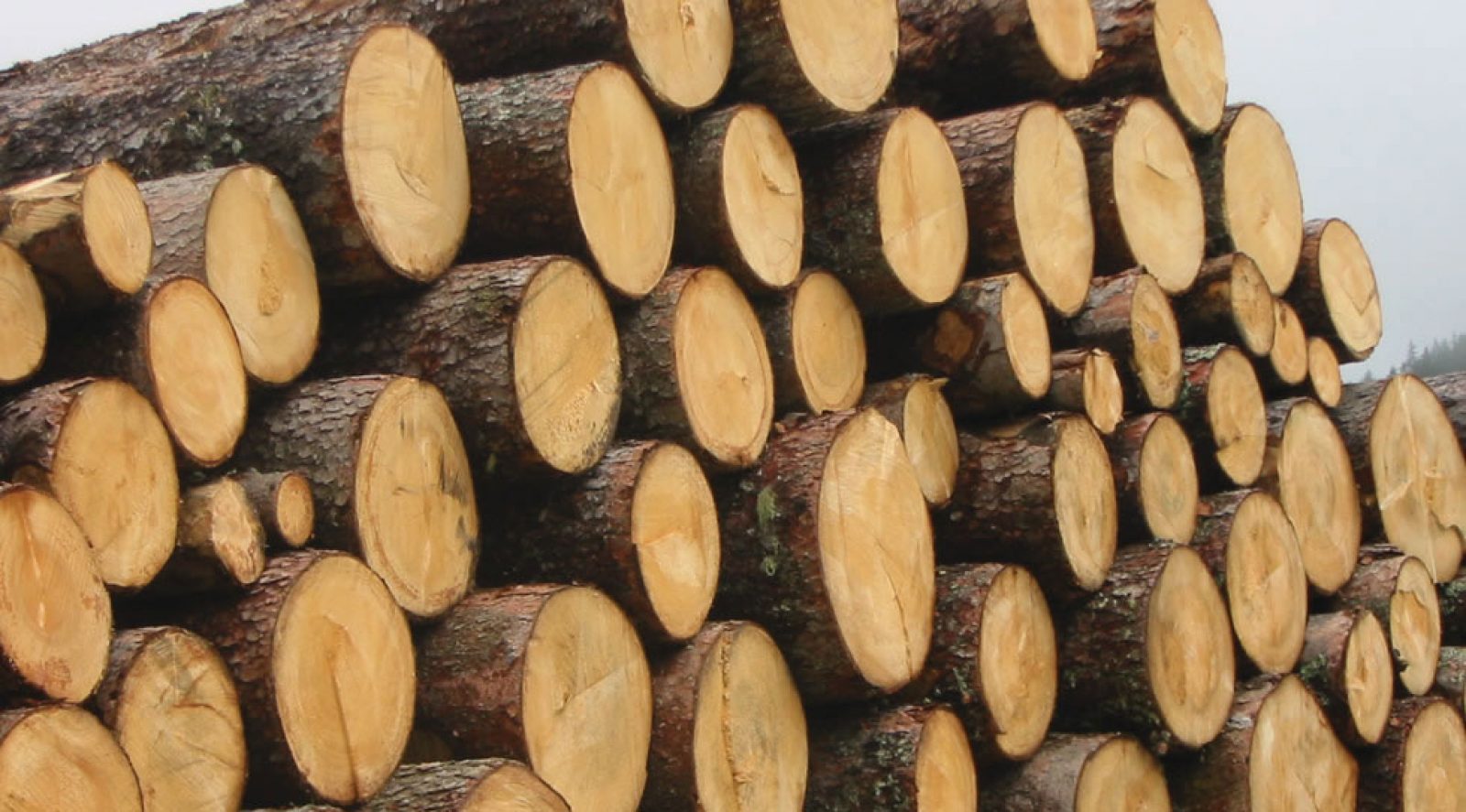 Consider wood materials when buying garden furniture Woodcraft UK