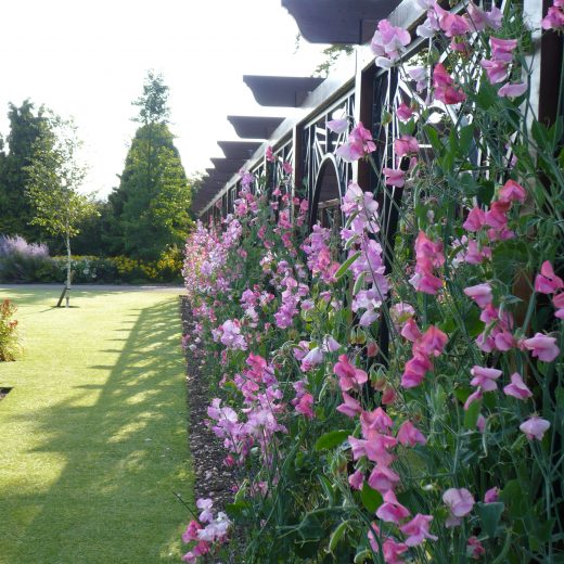 Beautiful flowers growing up a pergola