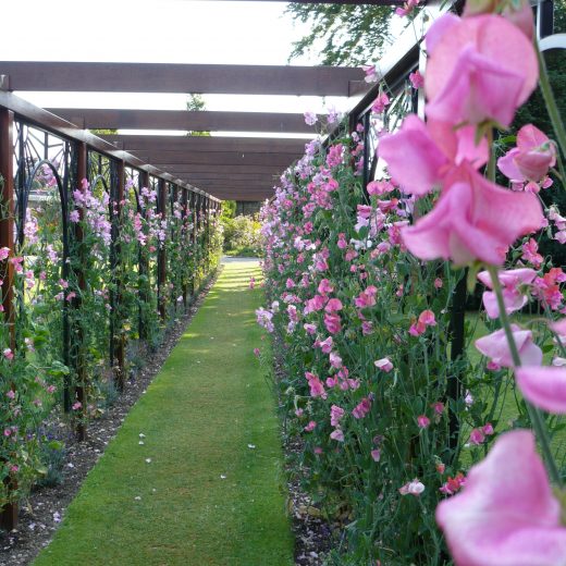 Pergolas with flowers make an attractive walkway